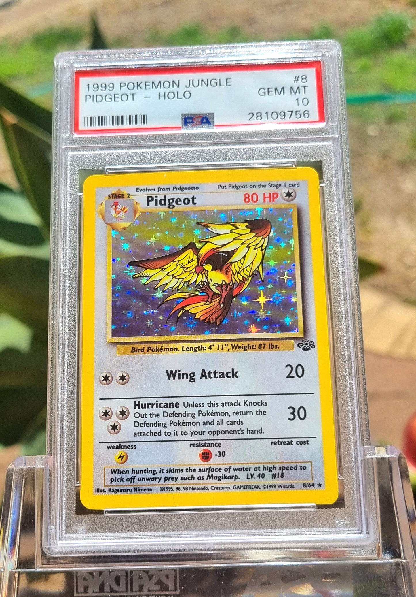 PSA 10 Pidgeot Jungle Holo Rare 1999 #8 GEM MINT